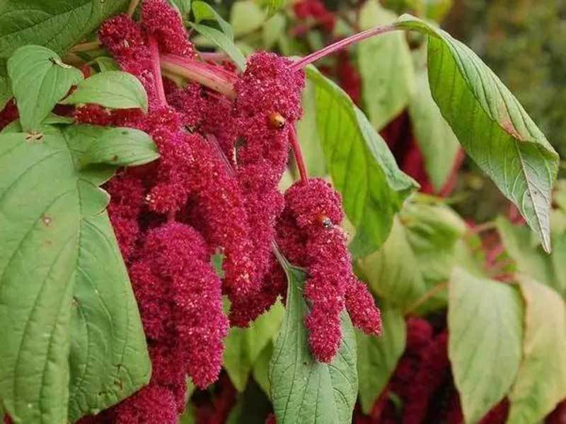 amaranth