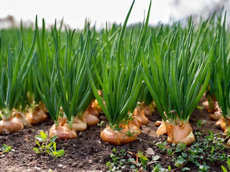 growing onions in virginia