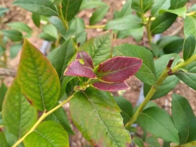 blueberry leaves turning purple