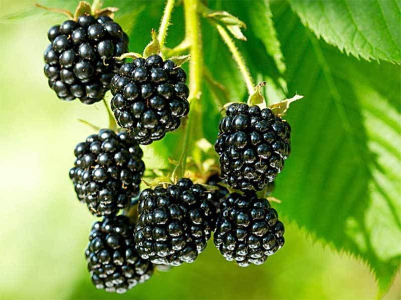 growing blackberries from seed