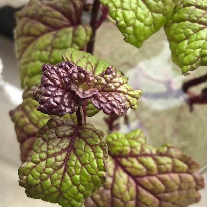 mint leaves turning purple