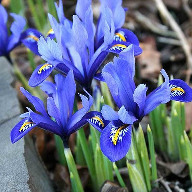 growing iris from seed