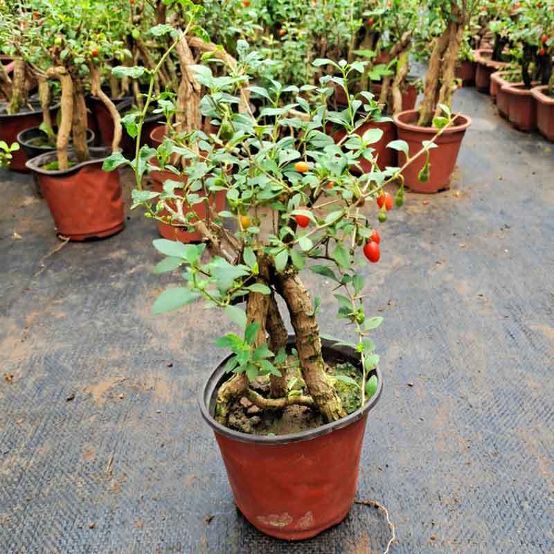 growing goji berries in pots