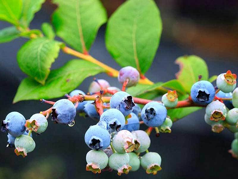 growing blueberries in florida