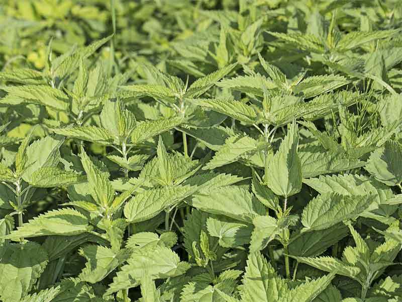 growing nettles in pots