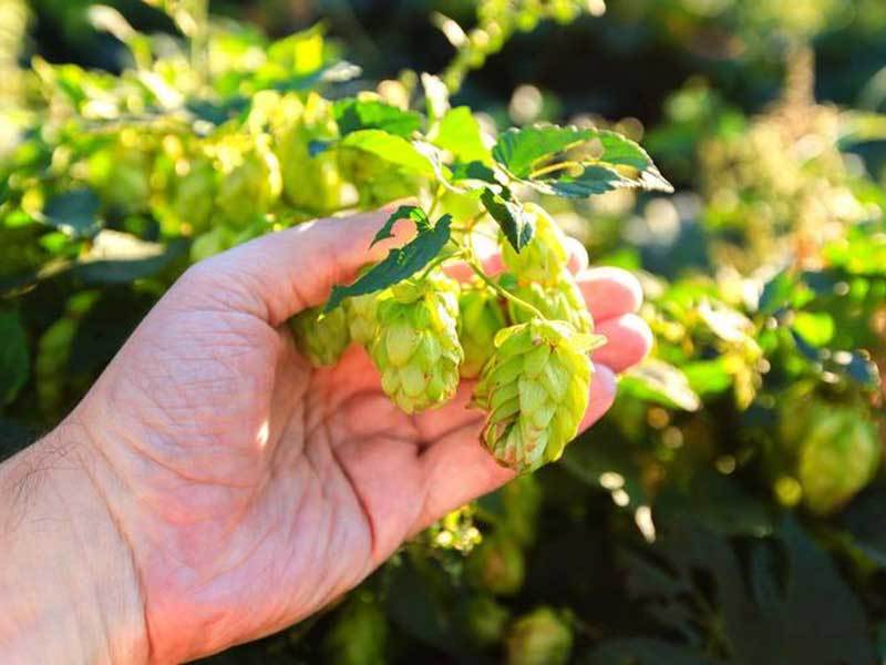 growing hops in pots