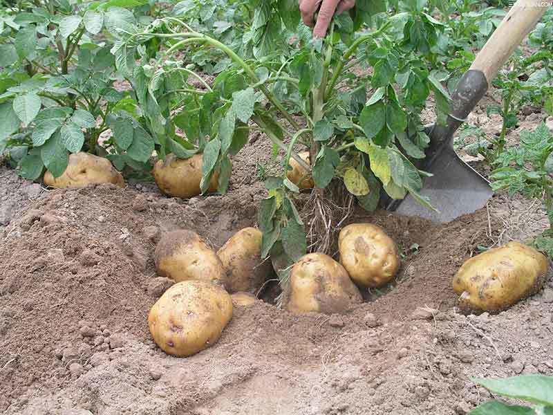 growing potatoes in alabama