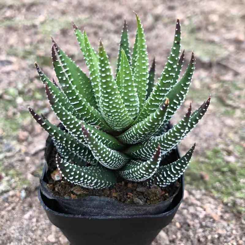 haworthia