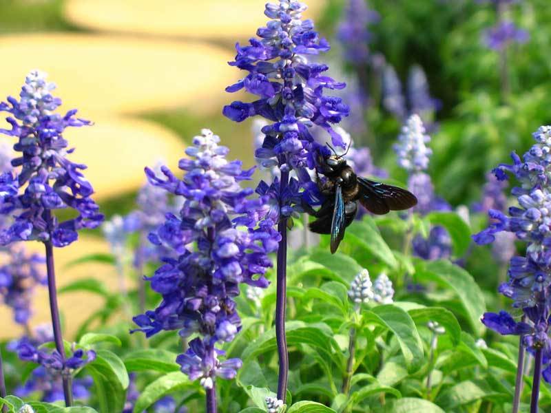 growing lavender in michigan