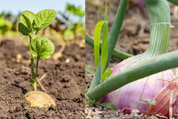 plant onions and potatoes together