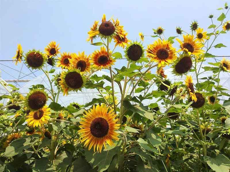 growing sunflowers in michigan