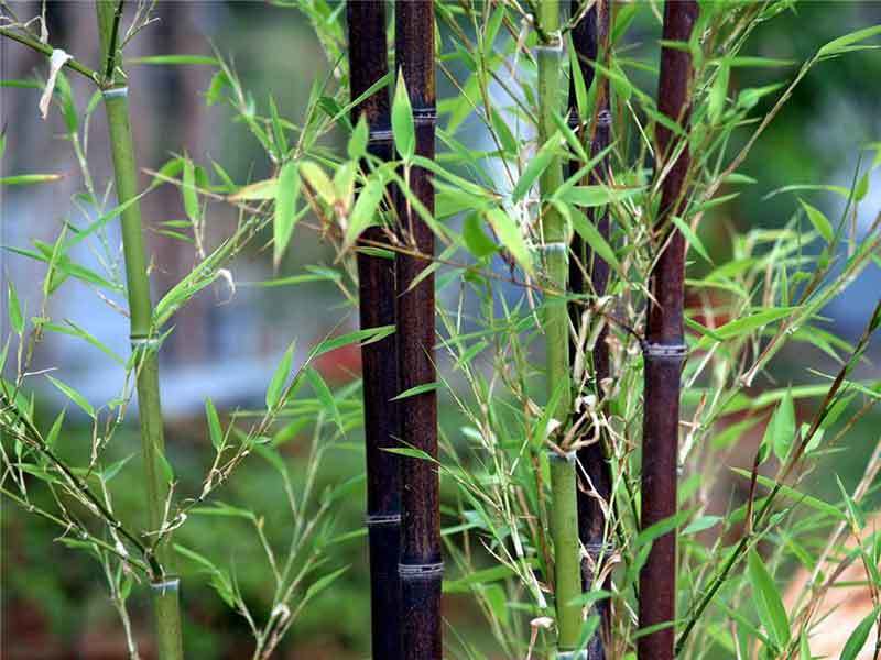 bamboo plant leaves