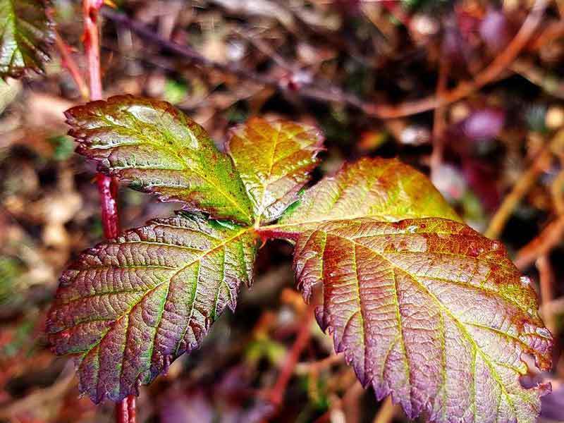 blackberry leaves turning red