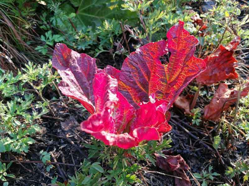 rhubarb leaves turning red