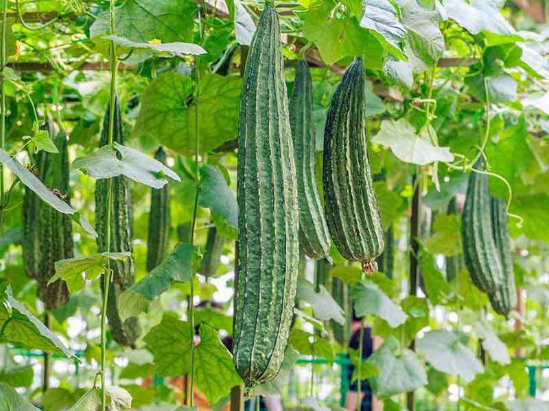 growing loofah in canada