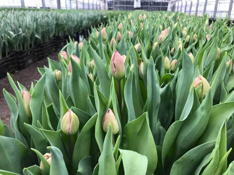 planting tulips in tennessee