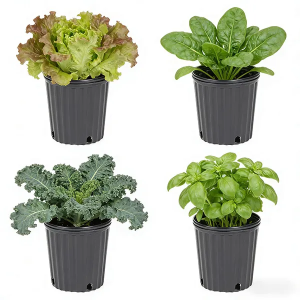 Growing vegetables in 1 gallon pots